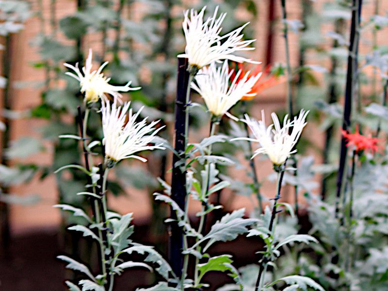 嵯峨菊 菊>中菊>古典菊 | Chrysanthemum morifolium cv. Saga | か