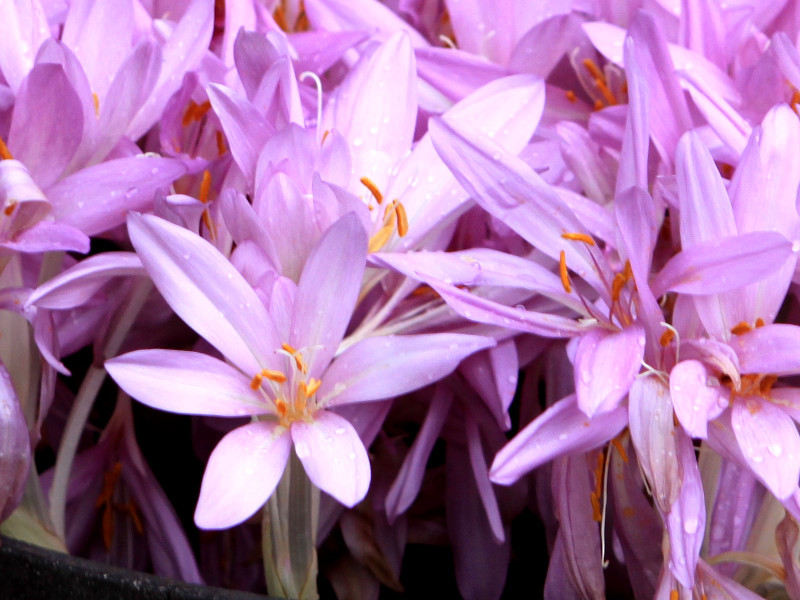 秋水仙 Colchicum Autumnale L 科技研花图画书