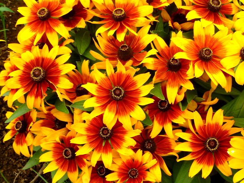  Rudbeckia