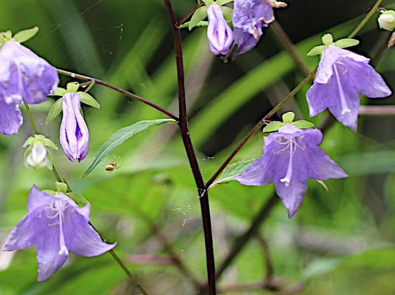 Adenophora remotiflora