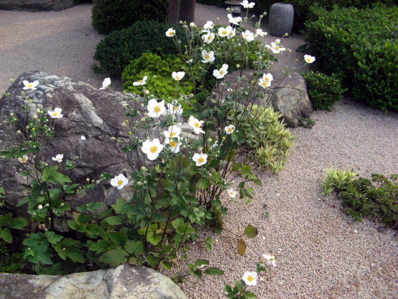 Anemone japonica