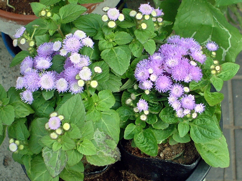 アゲラタム Ageratum Houstonianum かぎけん花図鑑