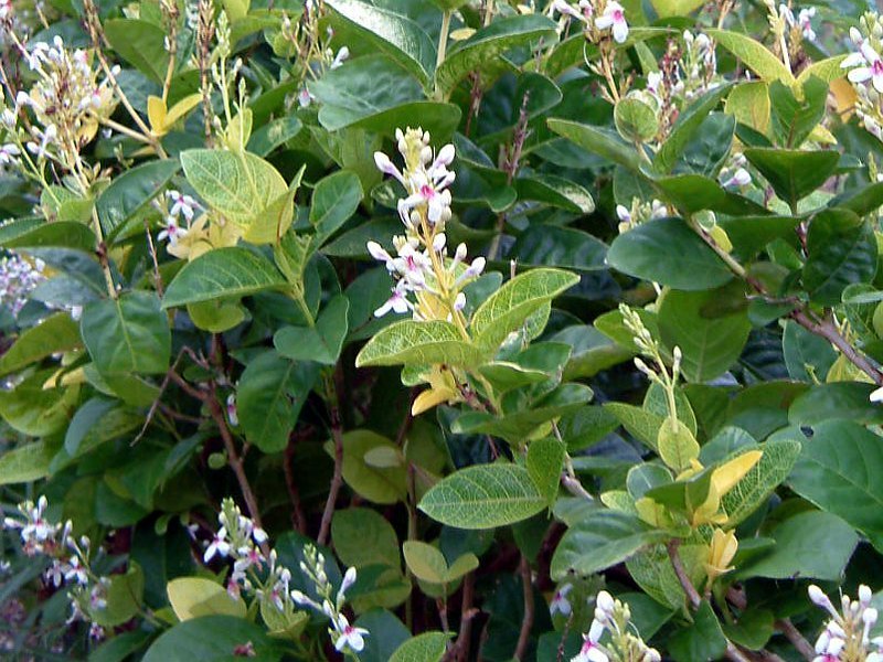  Pseuderanthemum carruthersii