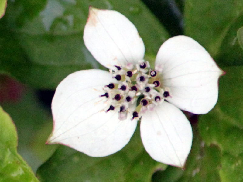 加拿大草茱萸 Cornus Canadense 科技研花图画书