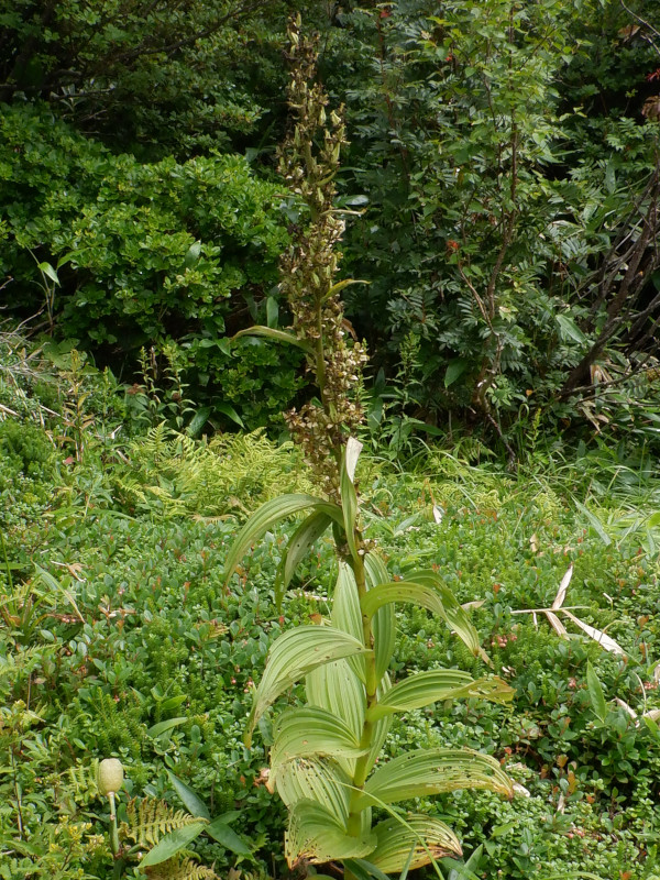 Veratrum stamineum