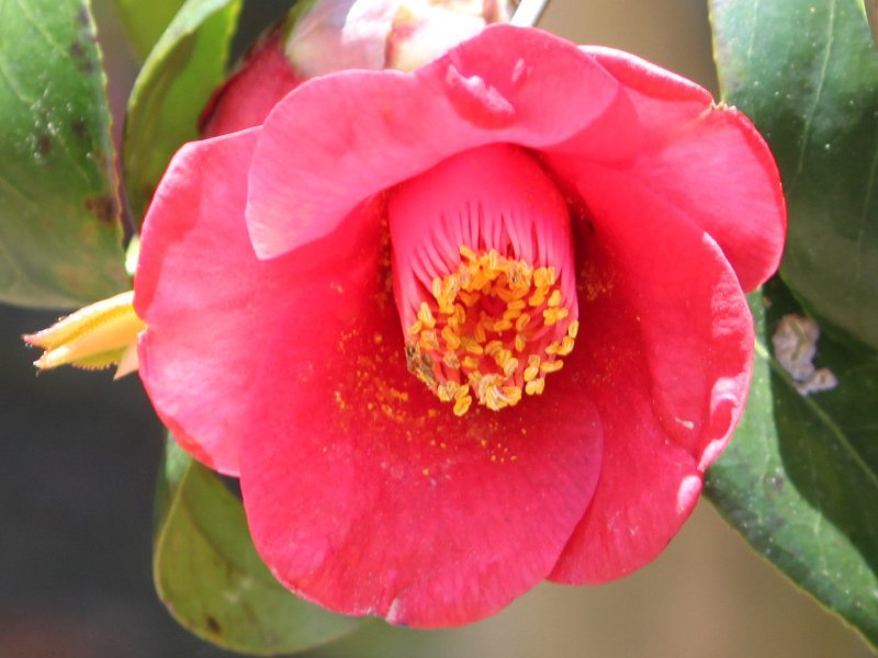 Camellia Eiraku