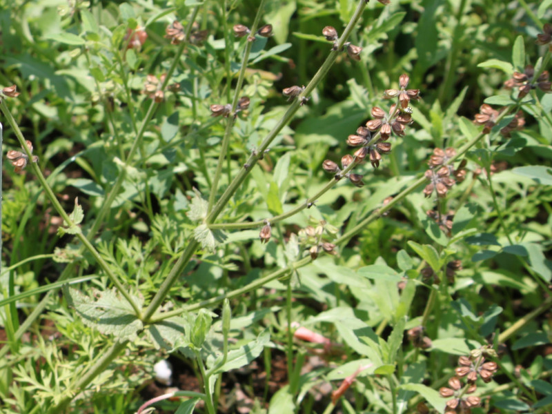 Salvia verbenaca