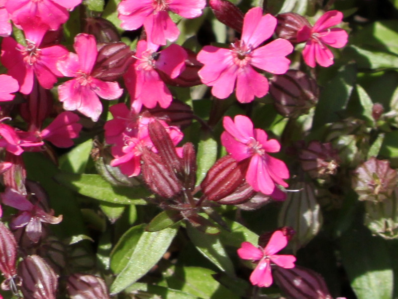 フクロナデシコ Silene Pendula かぎけん花図鑑