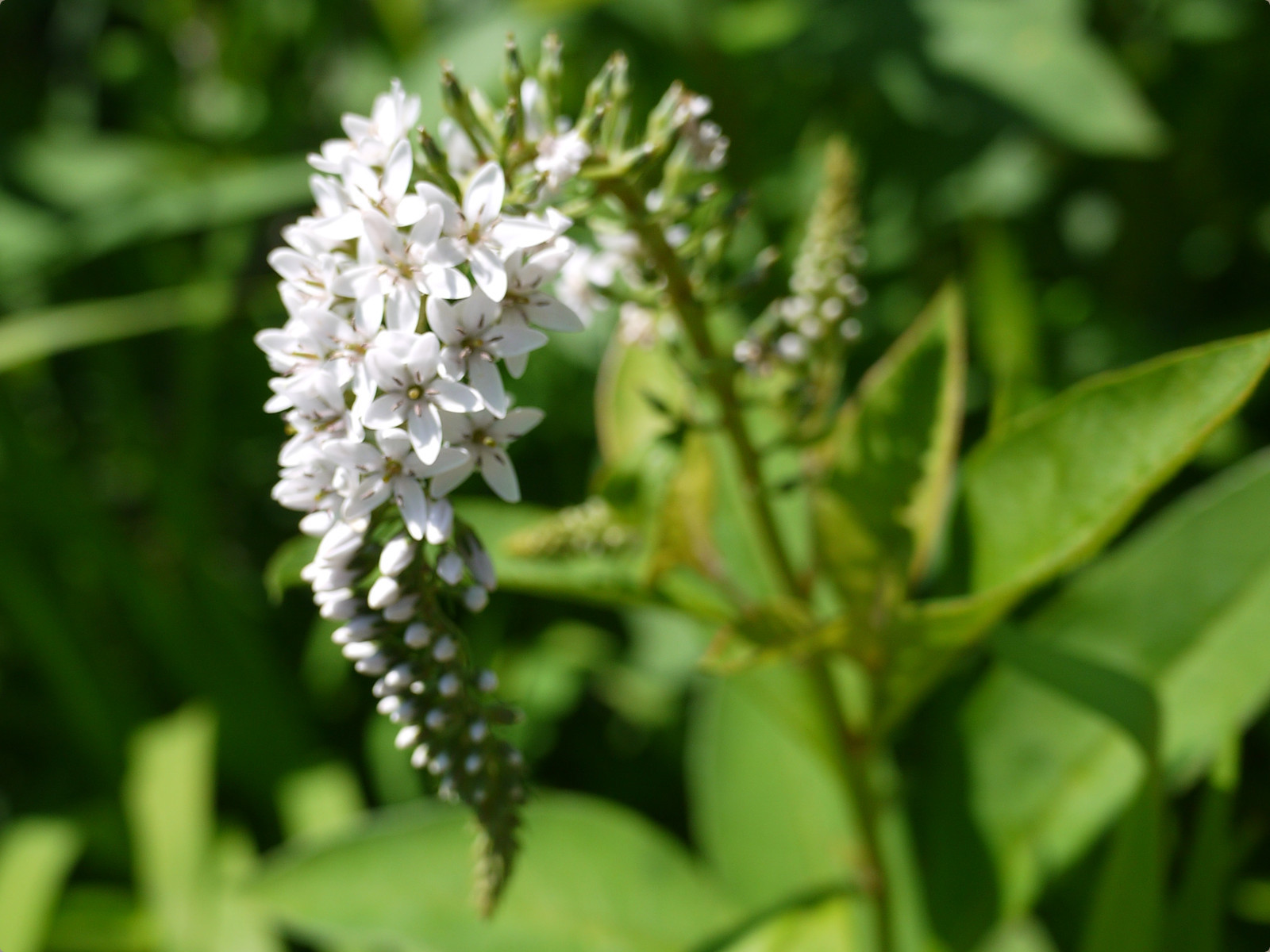 gooseneck loosestrife