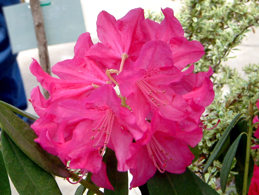 Rhododendron ‘Taiyo’