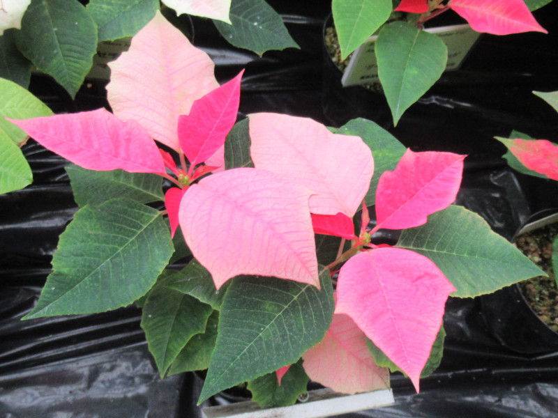 Poinsettia 'Pelfi mars pink'