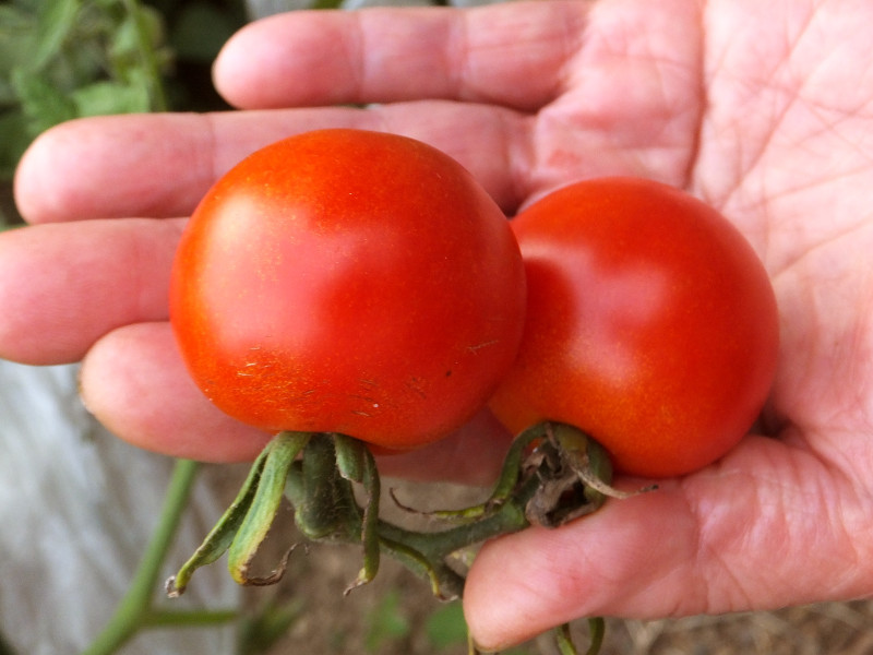 トマト Solanum Lycopersicum かぎけん花図鑑