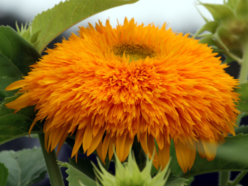 Sunflower 'doble shine'