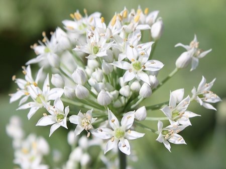 Allium tuberosum