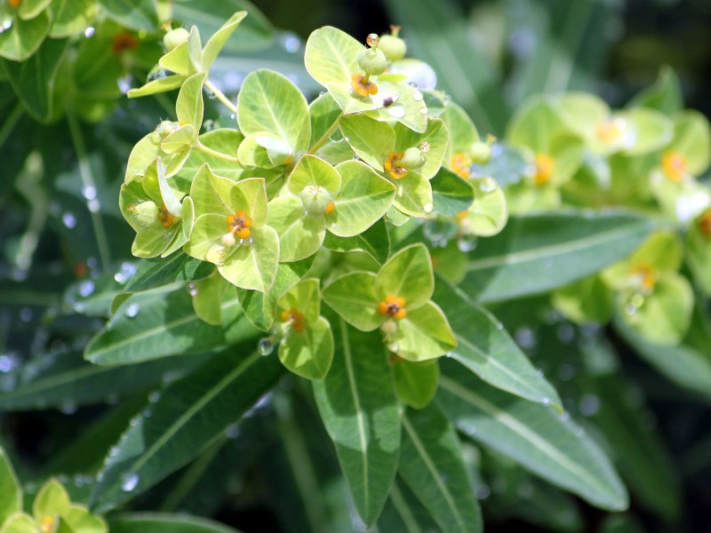 Euphorbia togakusensis