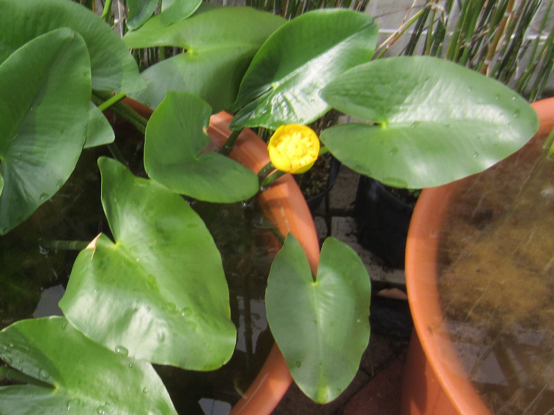 コウホネ Nuphar Japonicum かぎけん花図鑑