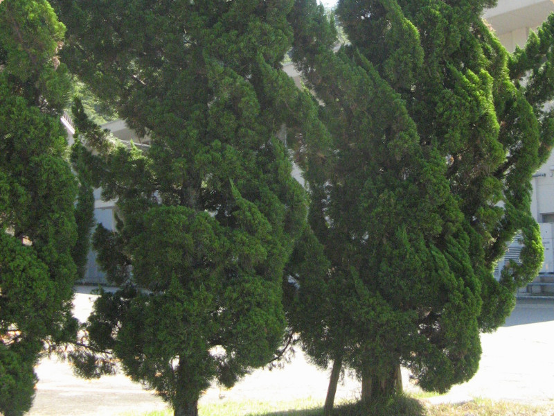 イトスギ Cupressus Sempervirens かぎけん花図鑑