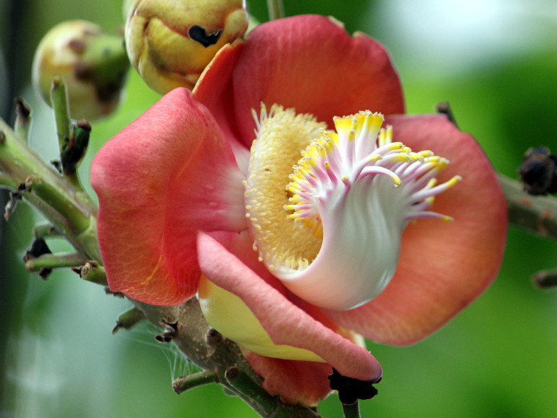 Couroupita guianensis