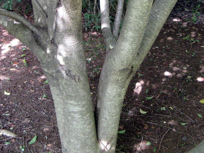 Prunus buergeriana