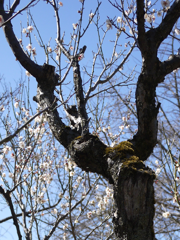 Prunus mume 'Koshusaisho'