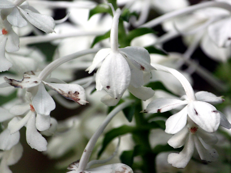 Christmas orchid