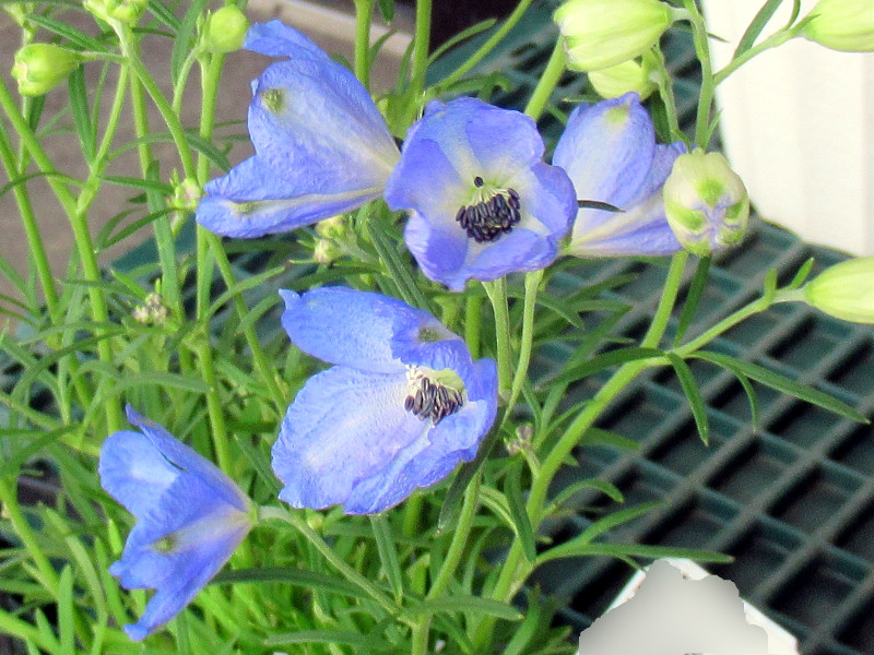 Delphinium lark spur