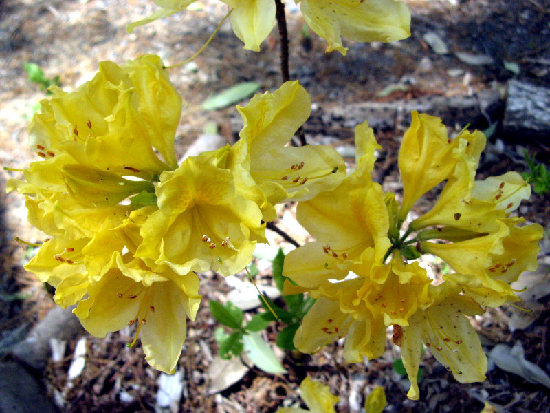 日本杜鹃花 Rhododendron Molle Subsp Japonicum 科技研花图画书