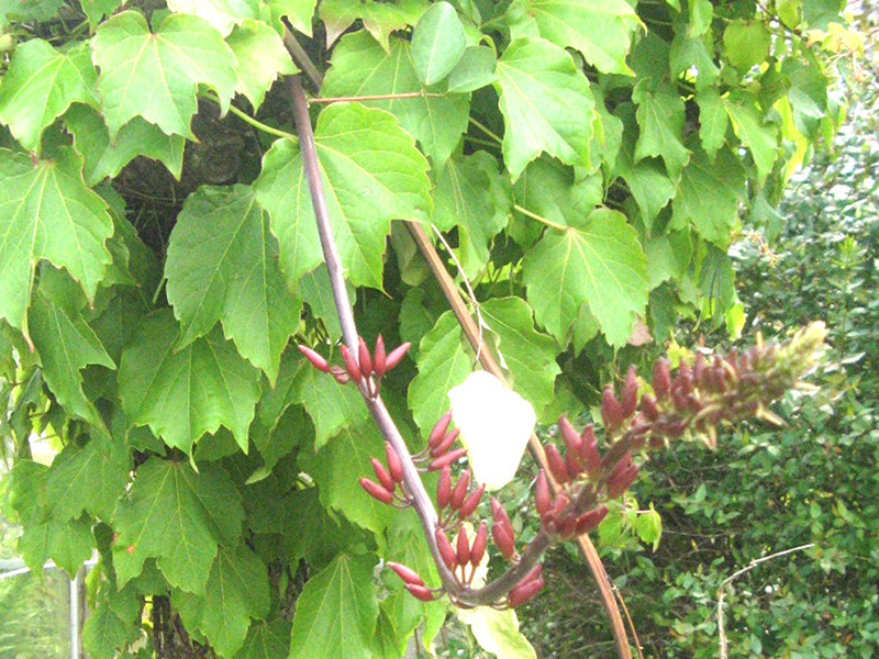 サンゴシトウ Erythrina Bidwillii かぎけん花図鑑