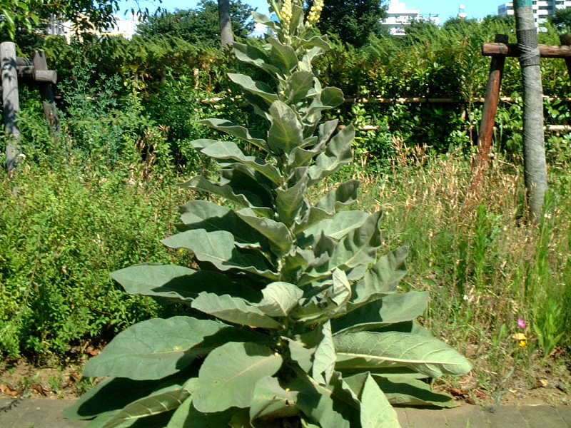 Verbascum thapsus