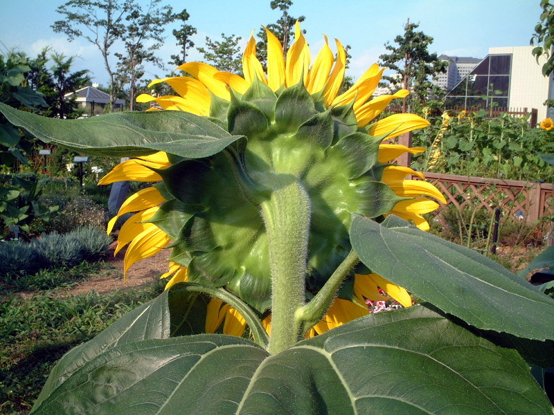 花ら 58.夏の花だね　向日葵🌻