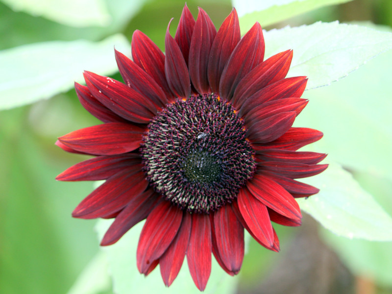 Sunflower Claret