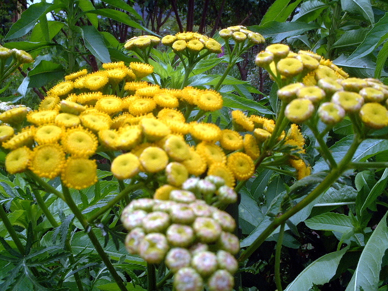 ヨモギギク Tanacetum Vulgare かぎけん花図鑑