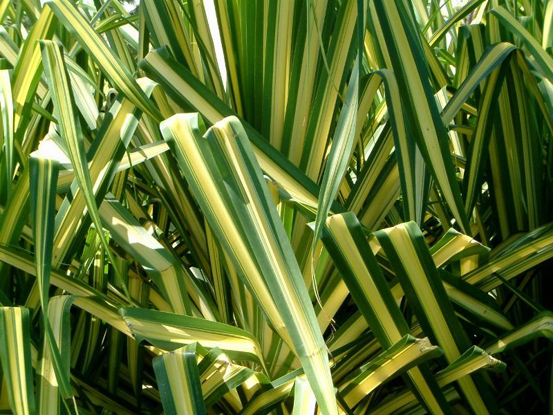 Furcraea foetida 'Mediopicta' 