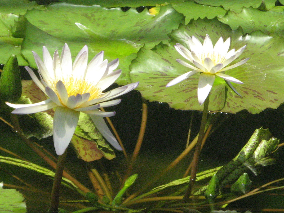 Water lily