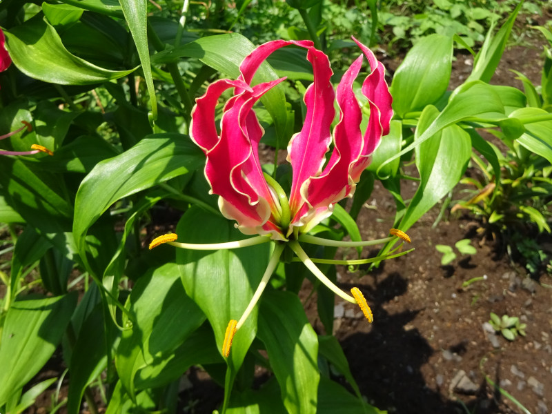 グロリオサ Gloriosa Superba かぎけん花図鑑