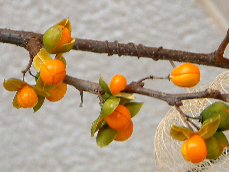 ツルウメモドキ Celastrus Orbiculatus かぎけん花図鑑