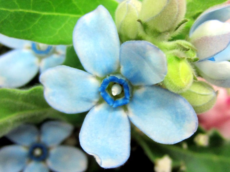 ルリトウワタ Tweedia Caerulea かぎけん花図鑑