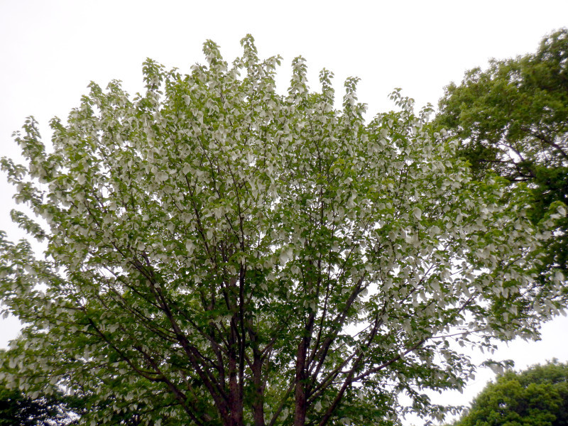 珙桐 Davidia Involucrata 科技研花图画书