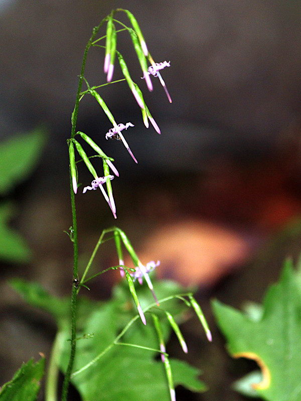 Diaspananthus uniflorus