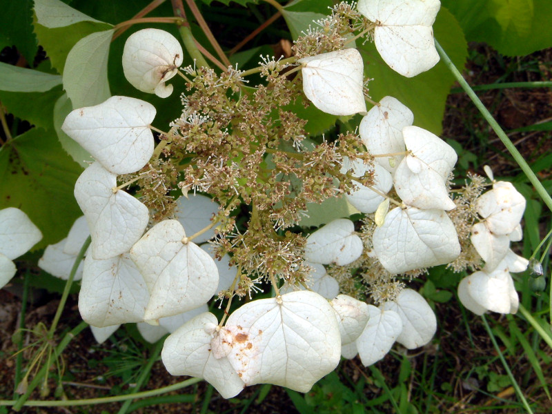 Schizophragma hydrangeoides