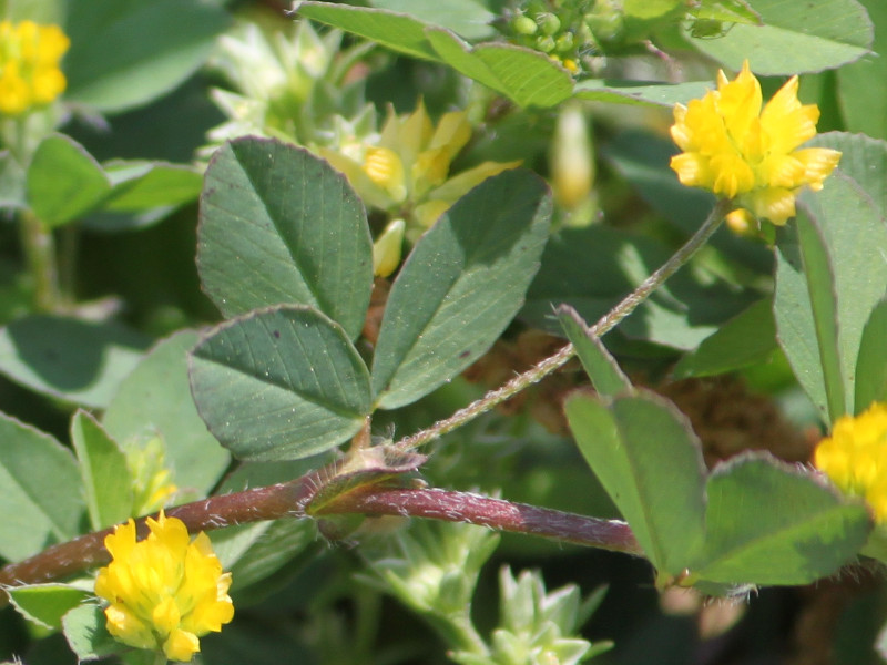 Trifolium dubium