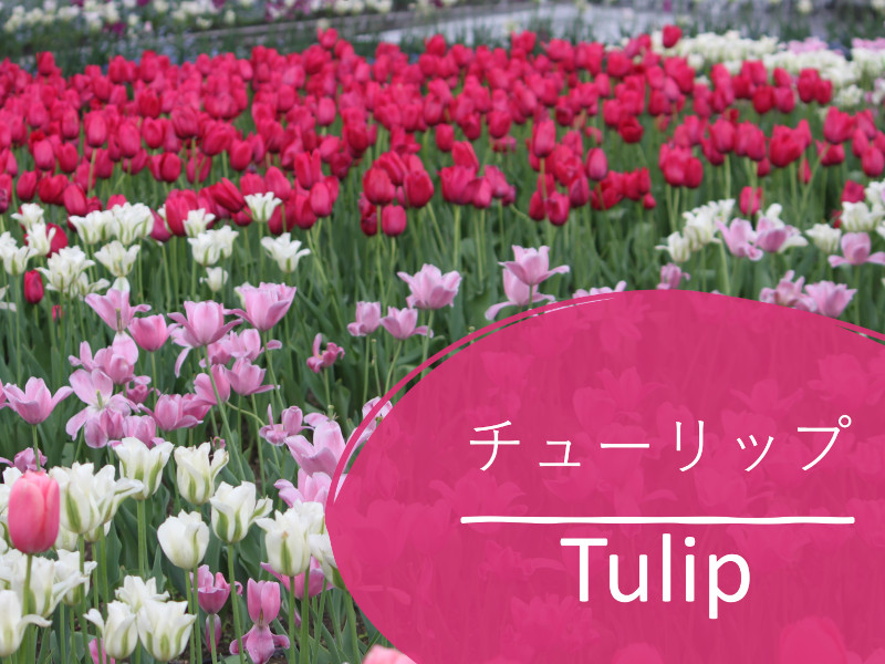 List of Tulip Types