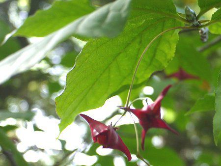 Euonymus macropterus