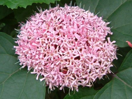 Clerodendrum trichotomum