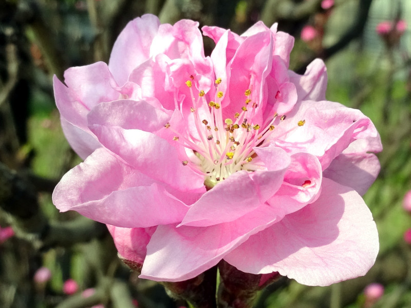 Prunus persica 'Fastigiata'