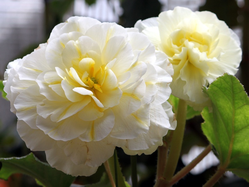  Begonia tuberhybrida