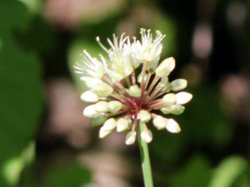 ギョウジャニンニク Allium Victorialis Var Platyphyllum かぎけん花図鑑