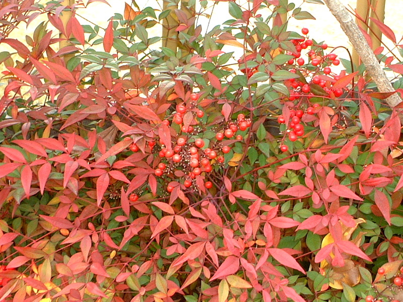 Nandina