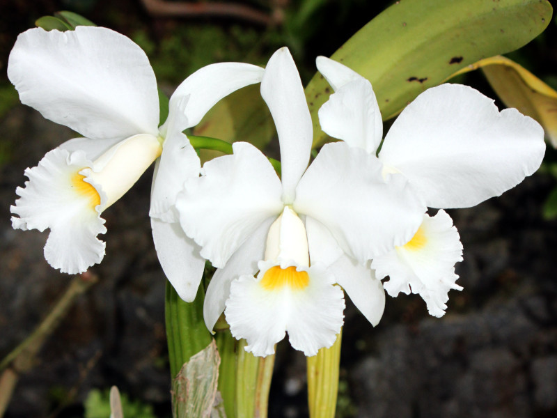 Cattleya Cornelia 'Alba' 