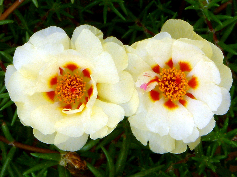 誕生花 8月3日 マツバボタン サントリナ カンナ かぎけん花図鑑